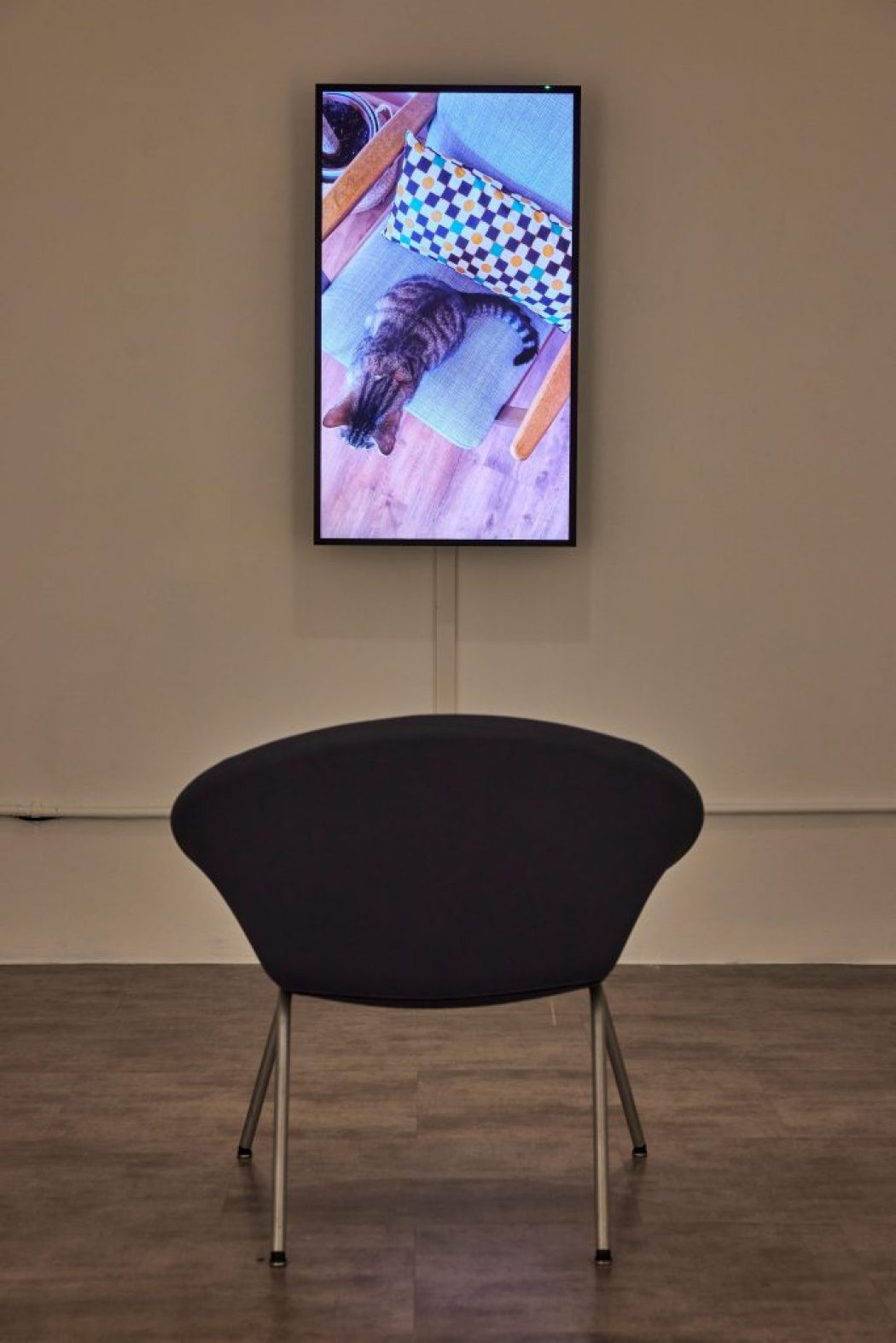 A vertical screen displays an image of a cat resting on a patterned cushion, positioned above a single chair in the gallery.
