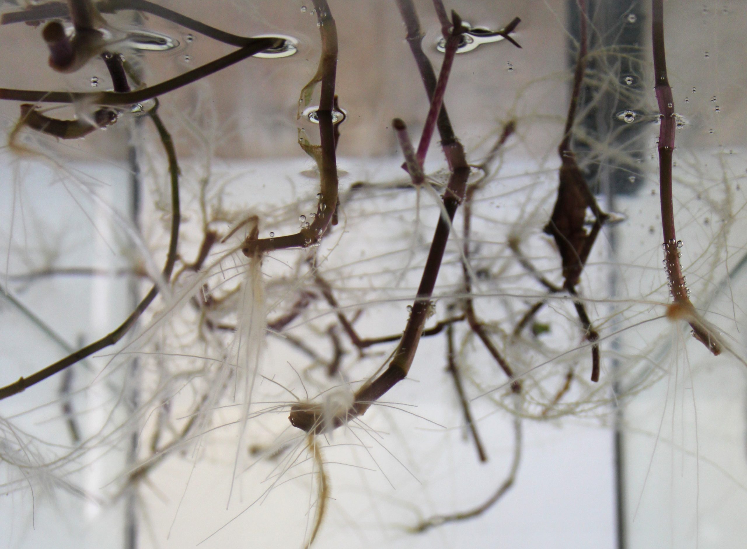 Close-up of an installation featuring dark branching stems suspended among fine, tangled white fibres in a transparent liquid or container. Small air bubbles and root-like strands create a delicate web around the branches.